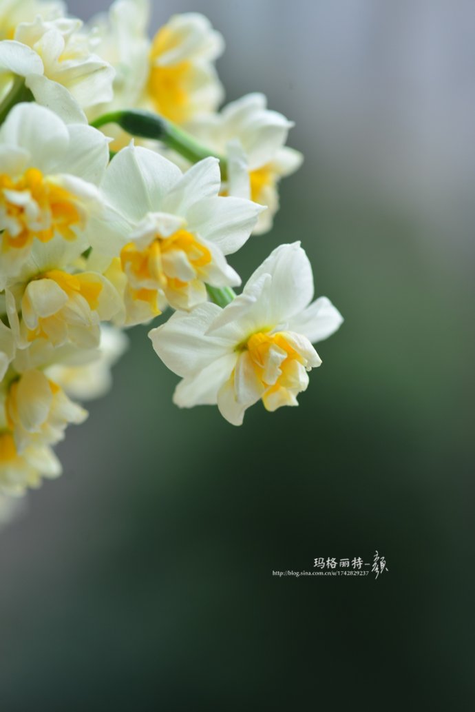 水仙花卉美图,植物水仙子图片