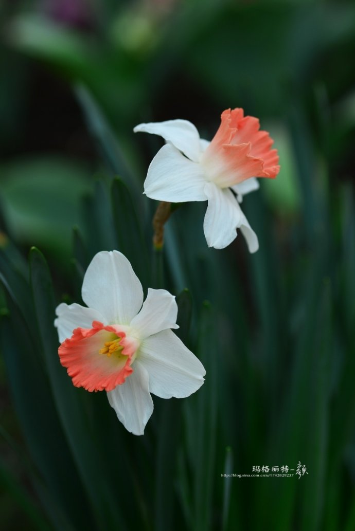 水仙花卉美图,植物水仙子图片