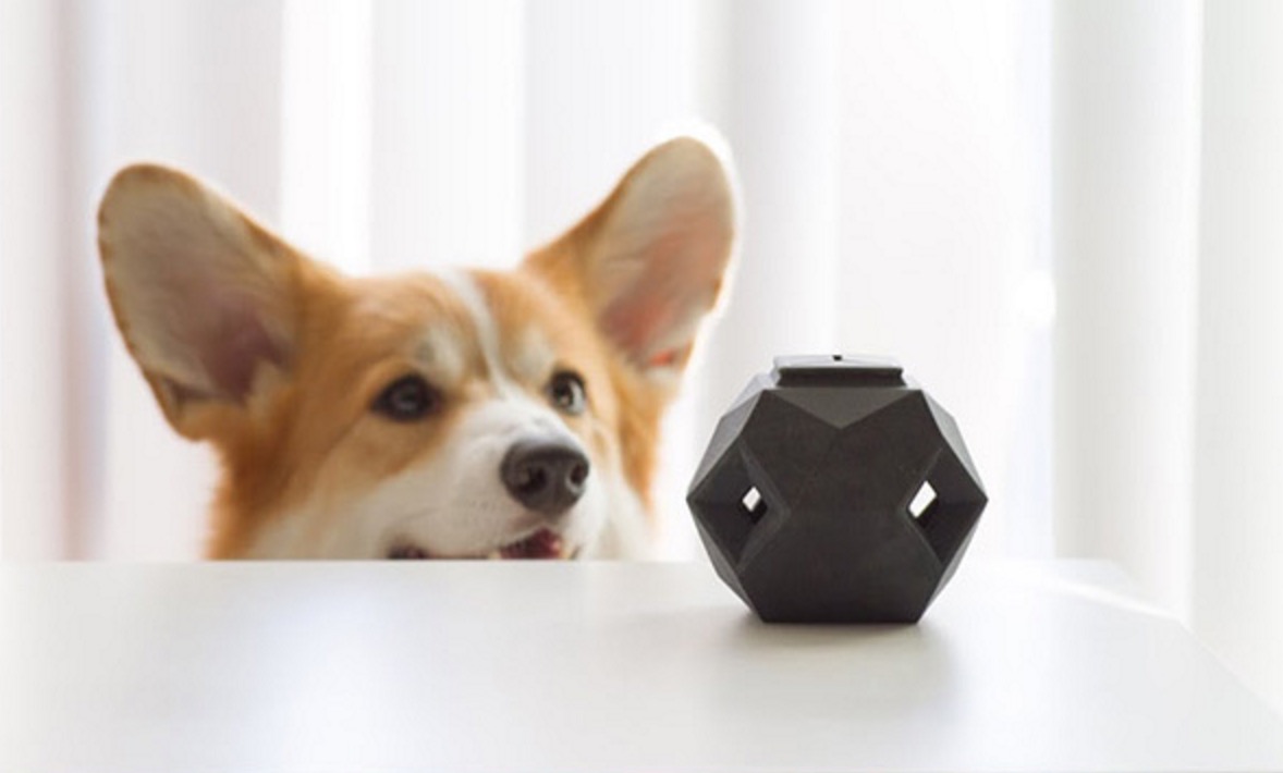 怎样挑选适合狗狗的玩具,如何给狗狗选择玩具大家知道吗