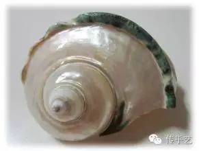 把贝壳焯水，去皮，切片，然后变魔术螺钿工艺（附制作工艺）