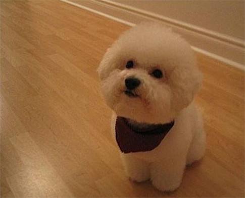 比熊狗狗脾气特别大怎么办,比熊对陌生人很凶怎么办