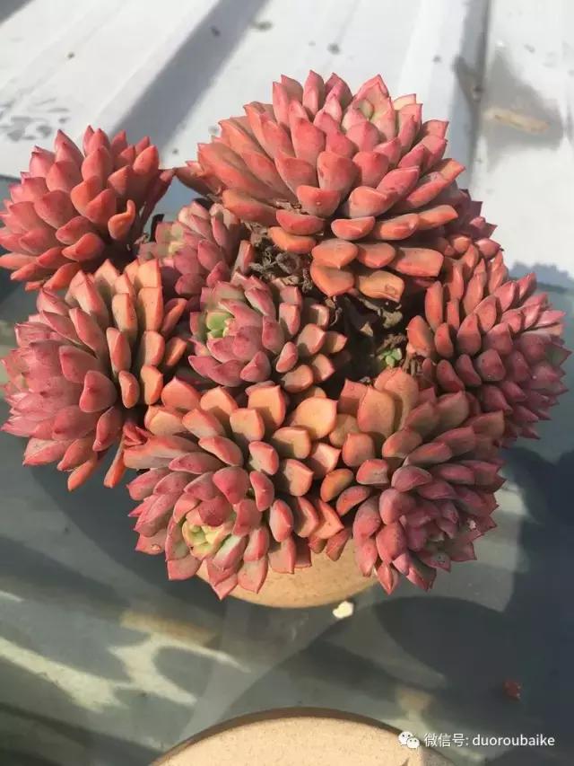 多肉是黯淡生活里的良药,多肉是解决烦恼和疲惫的良药