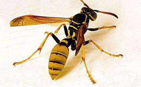 在蜂箱门口抓马蜂泡酒,徒手摘马蜂窝被蜇的视频