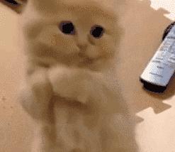 这位姐姐你真丑日语,这位姐姐你说的太对啦