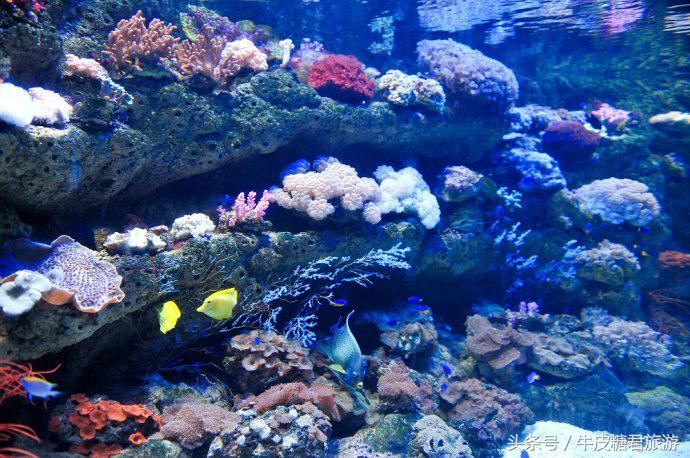 北京工体富国海底世界周边玩乐,北京富国海底世界游览全过程