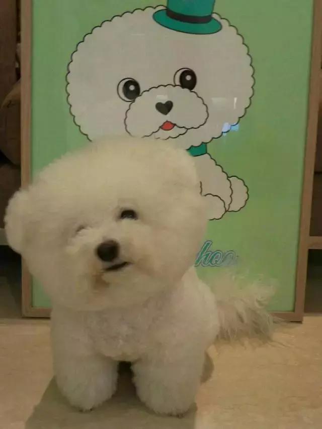 伟大的比赛塔图姆,伟大的比赛是什么梗