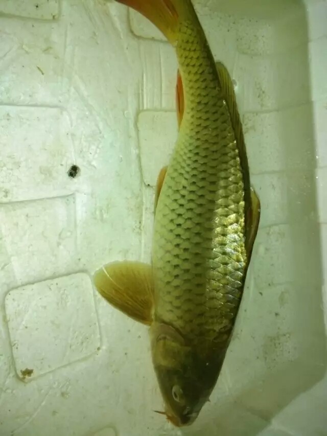 9月份鲤鱼的最好钓法,现在这个季节鲤鱼怎么钓