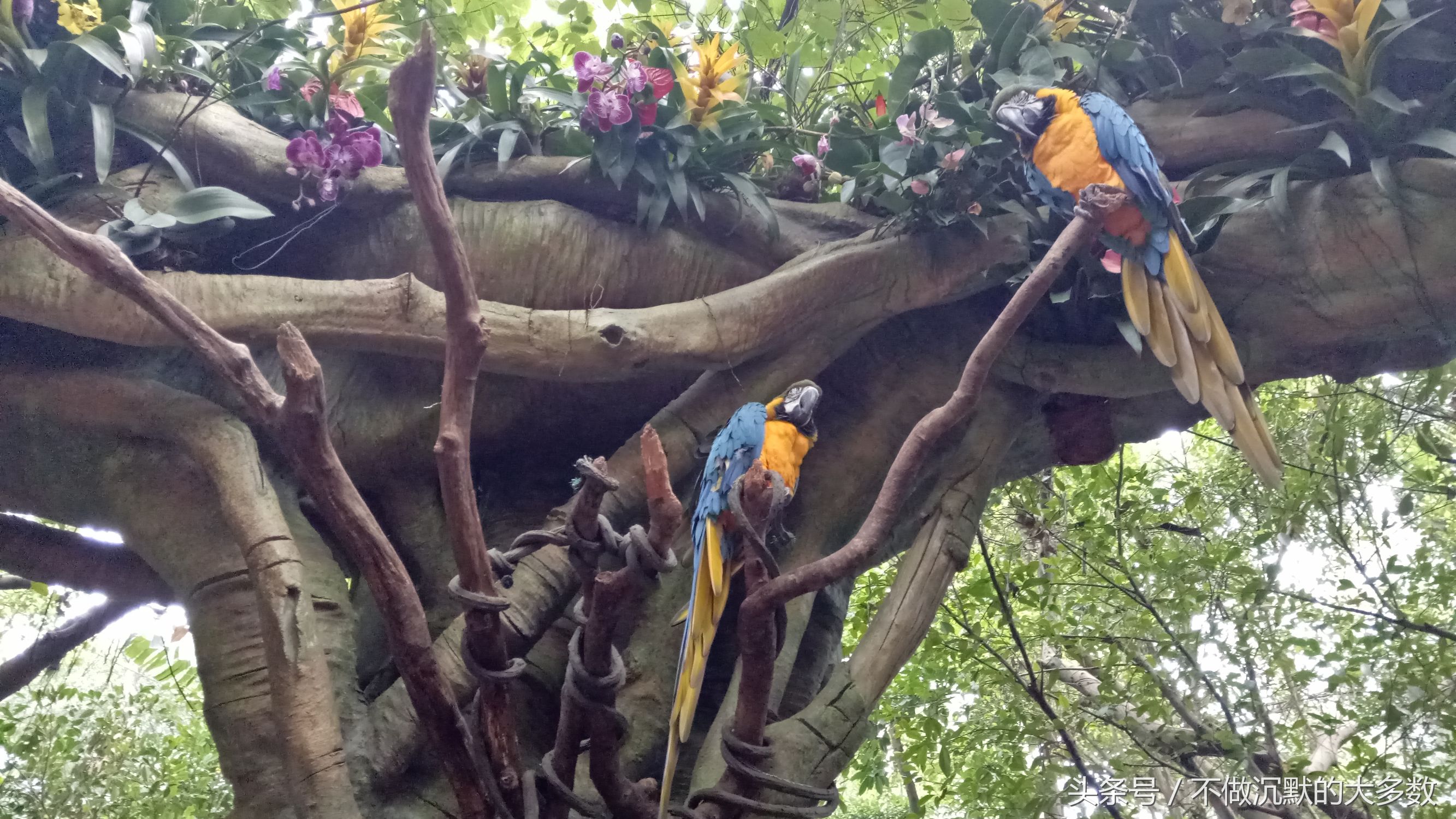 长隆野生动物园金蛇秘境有毒蛇吗,长隆野生动物园金蛇秘境怎么走