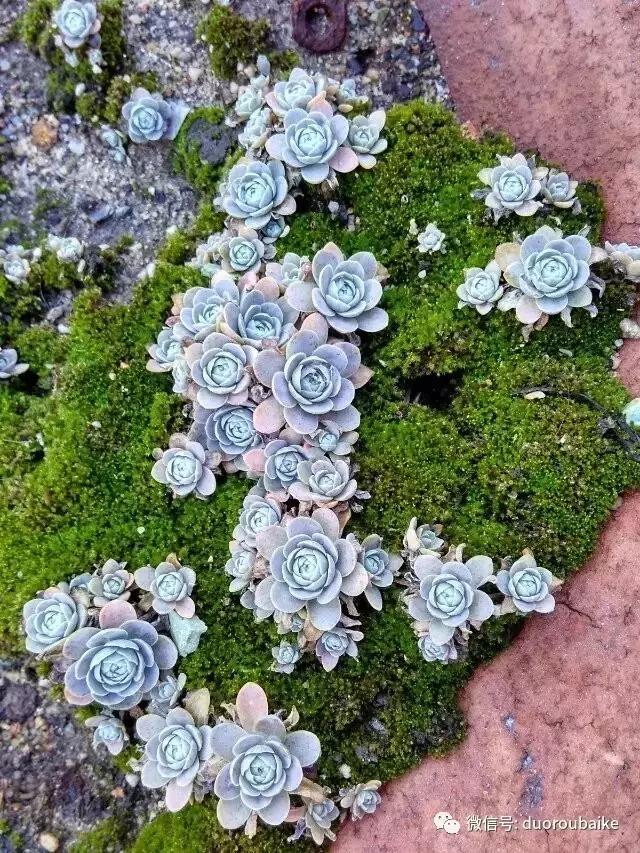 青苔覆盖多肉,青苔和多肉和平共处