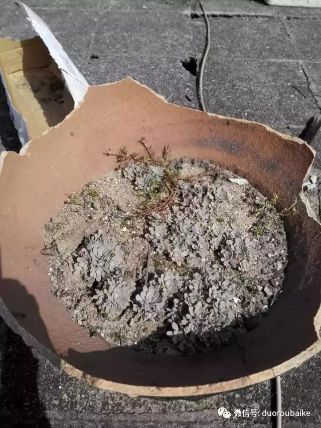 青苔覆盖多肉,青苔和多肉和平共处