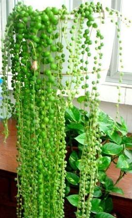 吊兰珍珠泪怎么养,为什么吊兰叫情人泪