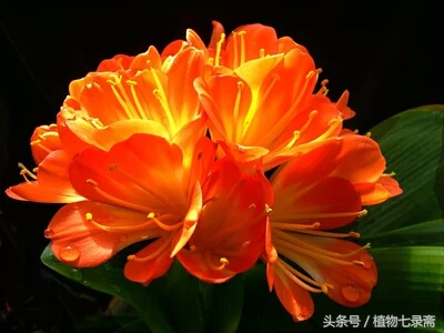 开了花的君子兰换盆的正确方法,开过花的君子兰可以换盆吗怎么换