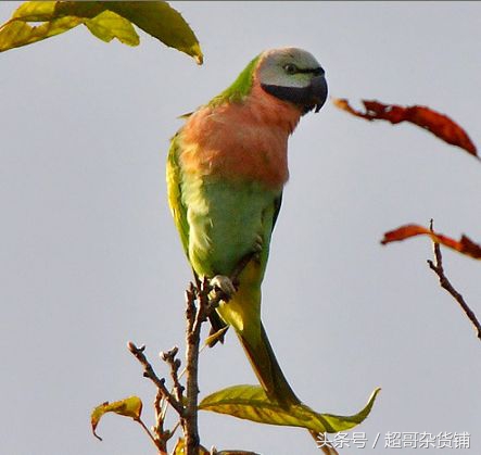 不同鹦鹉的形态和特征图片,各品种鹦鹉体型区别