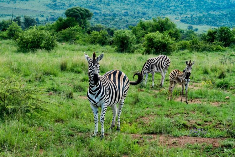 走进彩虹之国感受南非独特之美,彩虹之国南非