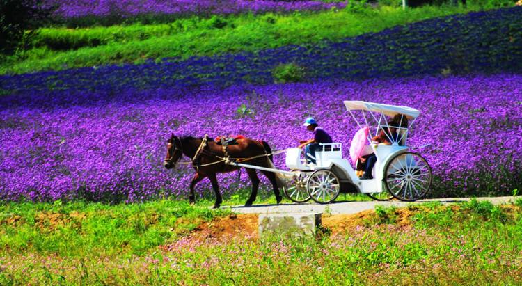 沈阳紫烟薰衣草庄园怎么样,沈阳紫烟薰衣草庄园招聘