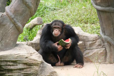 黑猩猩的脚与人类脚的区别,黑猩猩的脚有多大