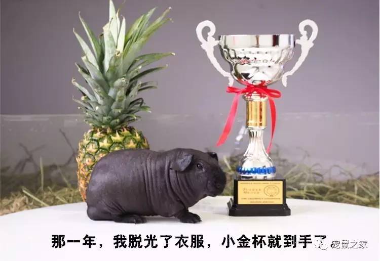 荷兰猪卖肉视频,又黑又大的荷兰猪