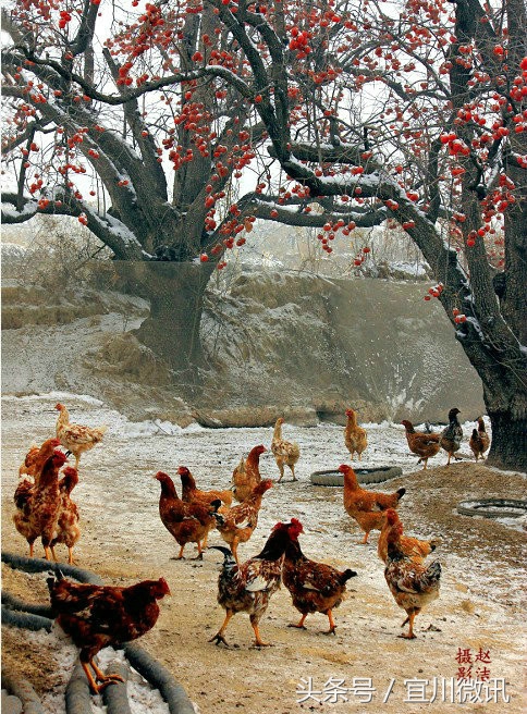 延安赵洁,宜川赵洁抖音