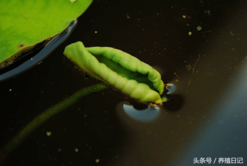 坏掉的莲藕如何种出荷花,如何用藕种出来荷花