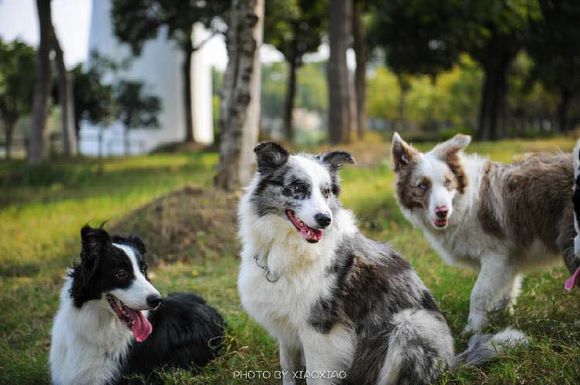 普遍的狗狗品种大全及图片,所有狗狗品种集合大全