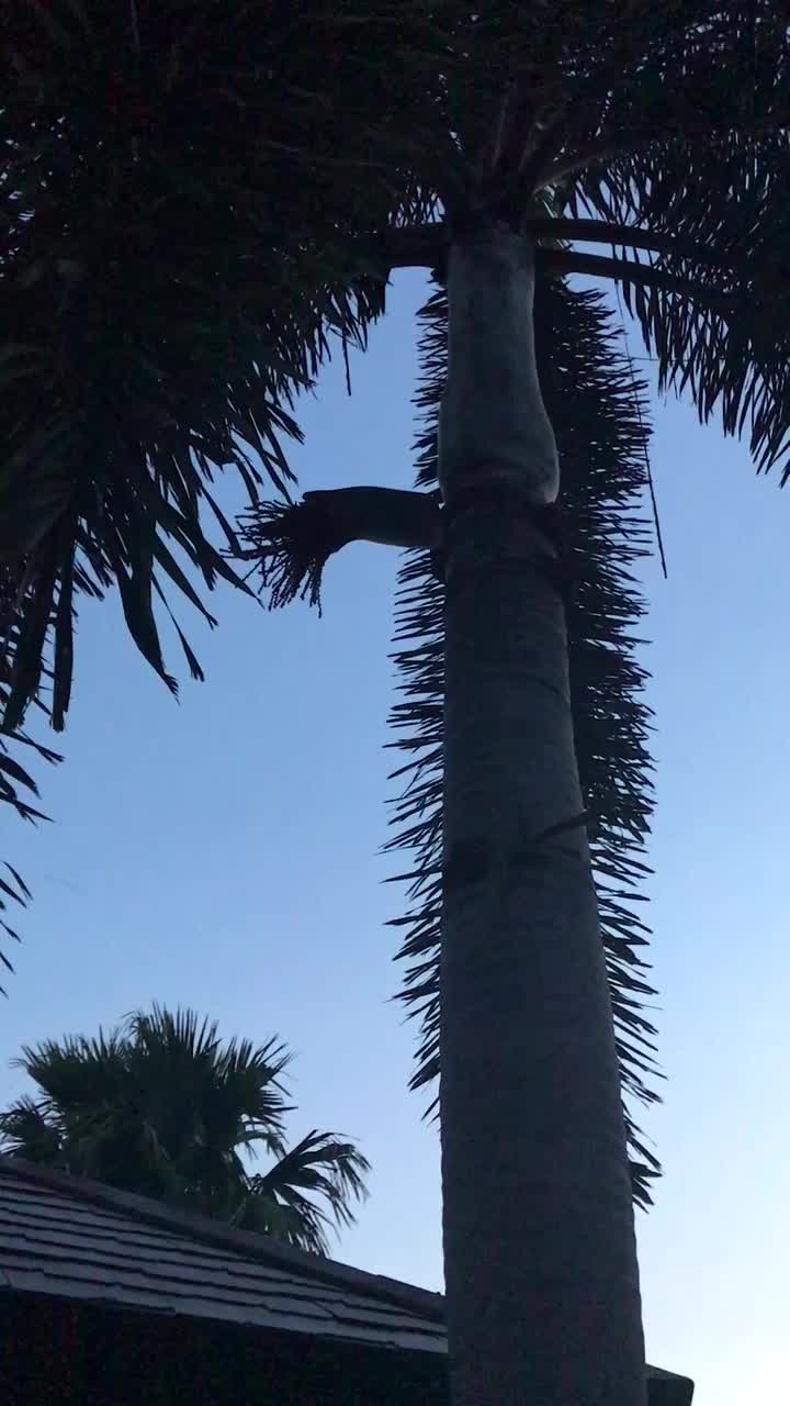 萨瓦迪卡！就在KohSamui撒野吧！