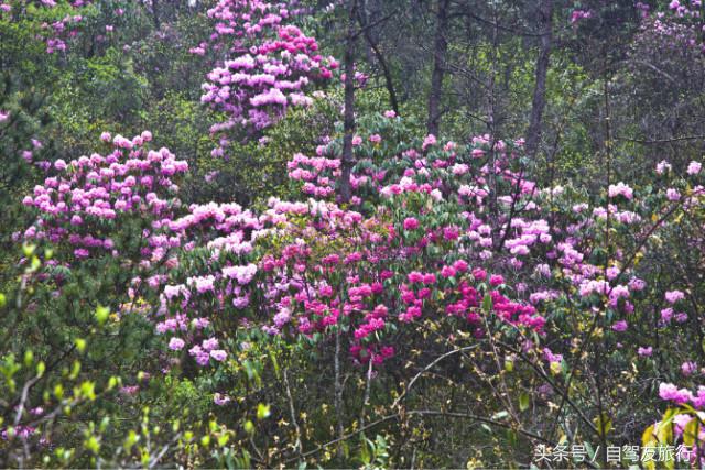 湖南赏花自驾游攻略,湖南旅游赏花攻略