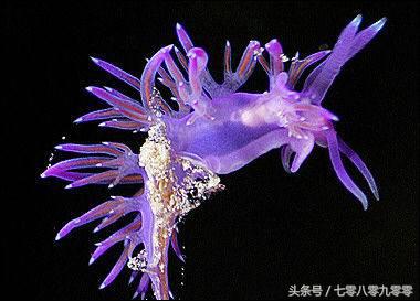 动物求偶记,动物求偶表现大全