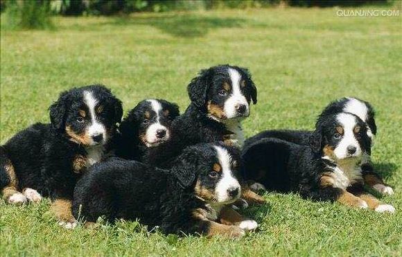 狗狗品种收集大全,收藏狗狗