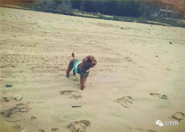 一只贵宾狗,一只贵宾犬