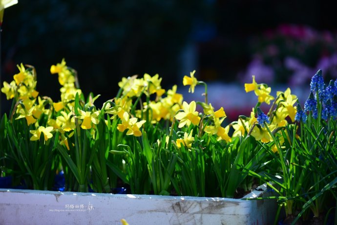 水仙花卉美图,植物水仙子图片
