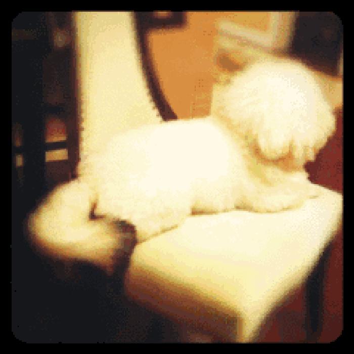 比熊犬被弃养,因伤心而自杀,太可怜了