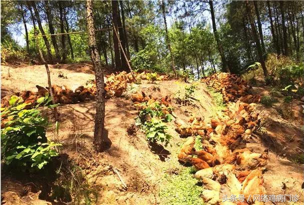 目前最好的养殖土鸡方法,土鸡养殖基础有哪些