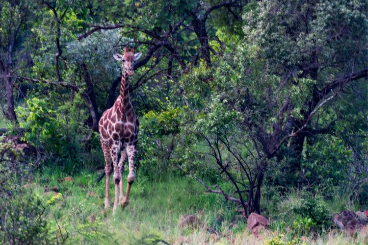走进彩虹之国感受南非独特之美,彩虹之国南非