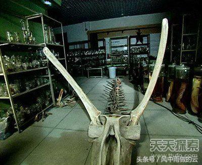 龙存在的证据大全,古代龙真实存在吗