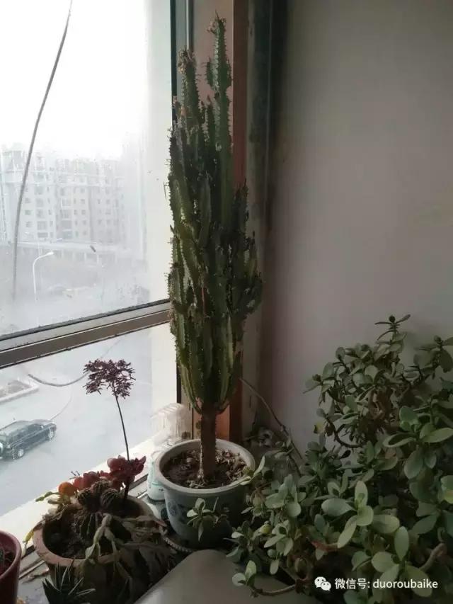 养了20年的多肉植物,老肉友多肉植物