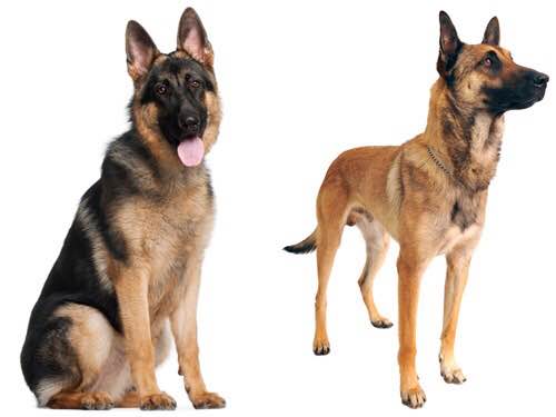 狗狗品种收集大全,收藏狗狗