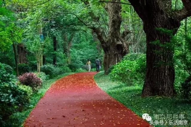 南京踏青赏梅乐享春光,赏梅园