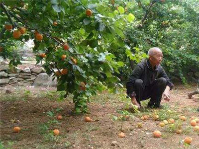 出现药害的农作物怎么补救,草莓药害的表现症状是什么