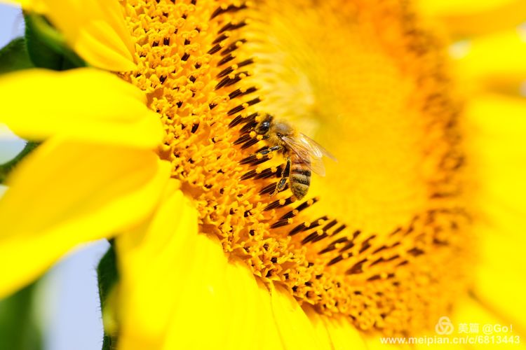 微距镜头下的昆虫视角,微距下的昆虫摄影