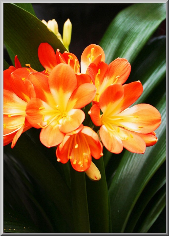 君子兰掉的小根能繁殖吗,君子兰繁殖不分盆好看吗