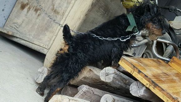 农村里打猎的“洋犬”，你最中意哪只