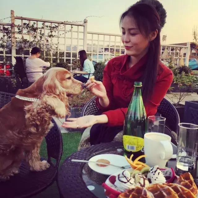 长沙人爱养什么品种的鸟,长沙人为什么喜欢养乌龟