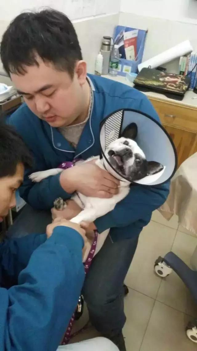 长沙宠物蜥蜴品种有哪些,别人家养的宠物蜥蜴食肉动物