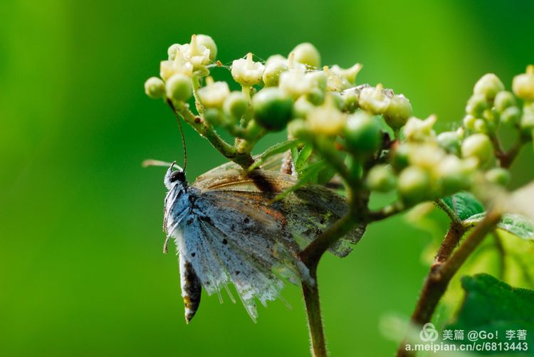 微距镜头下的昆虫视角,微距下的昆虫摄影