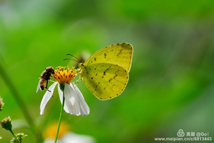 微距镜头下的昆虫视角,微距下的昆虫摄影