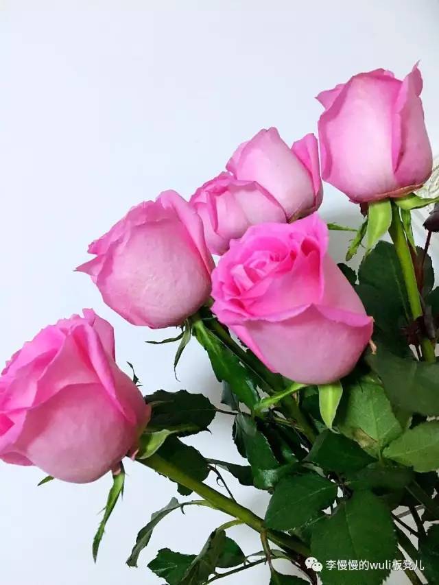 兰蔻玫瑰高光抢不到,我自己做了个花瓣腮红过过瘾