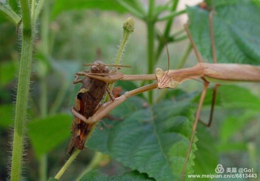 微距镜头下的昆虫视角,微距下的昆虫摄影