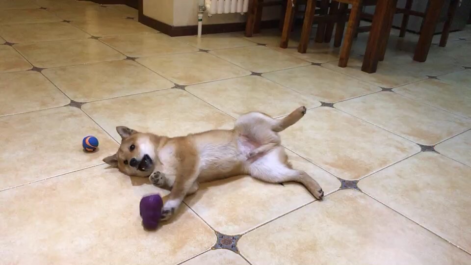 成精的那位，我家的招待可以吧