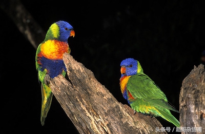 鹦鹉入门基础知识大全书,鹦鹉新手入门技巧教程