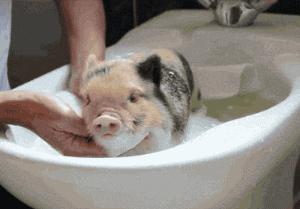 十个笑话,她吃油条的怪事